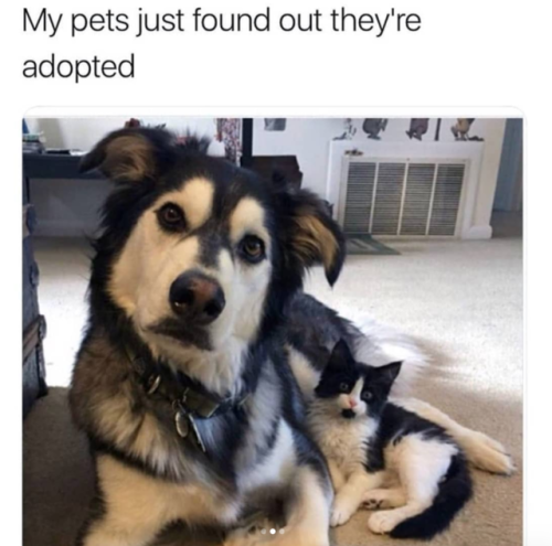 babyanimalgifs:  cat & dog snaps