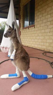 awwww-cute:  A little survivor of the fires