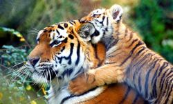 good-news-network:  India Saves Its Tigers Instead of Mining For 跪M in Diamonds