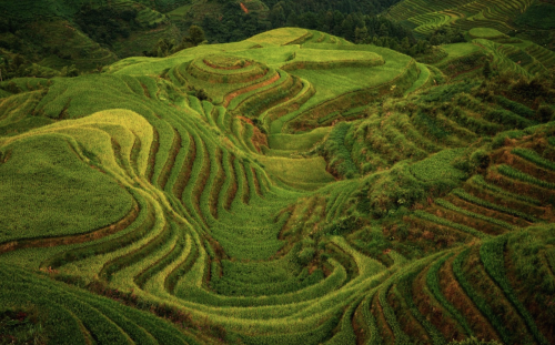 nubbsgalore:  photos by max witjes and sergey kuznetsov of the ping'an rice terrace in longshen, china (see also: more rice fields around the world)