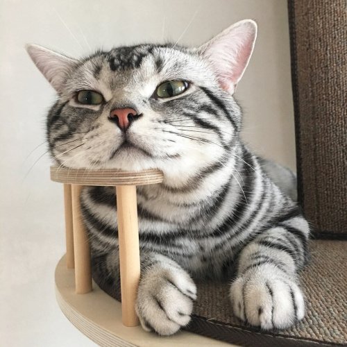 justcatposts:  Lazy days