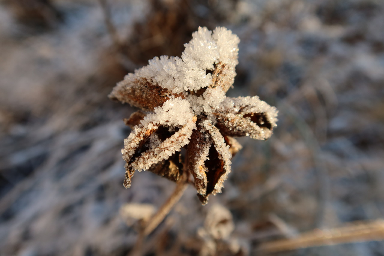 Paeonia officinalis — European peony #nature#snow#frost#seed pods#peony#european peony#winter#finland#2021#december#day
