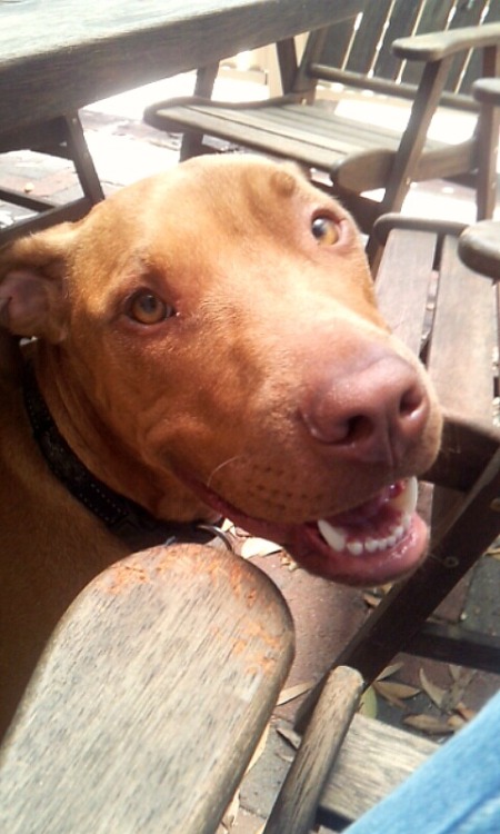 anaedeia:  my boy’s dumb pup who i am allergic to but i can’t not touch him look at him