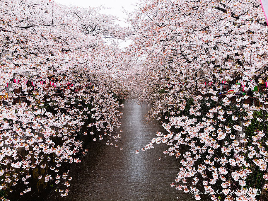 stories-yet-to-be-written:  The Best Pictures Of This Year’s Japanese Cherry Blossoms