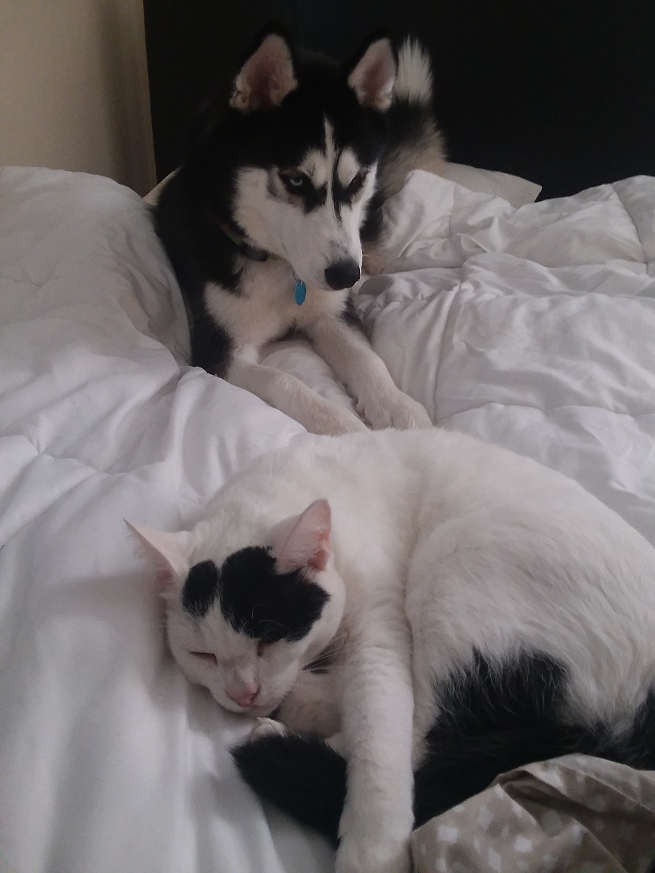 huskerpuppers:  Local huskies won’t leave house cat alone.
