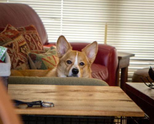 otisthecorgi:  When he thinks we aren’t paying attention, Otis will try to get into his treat basket.  