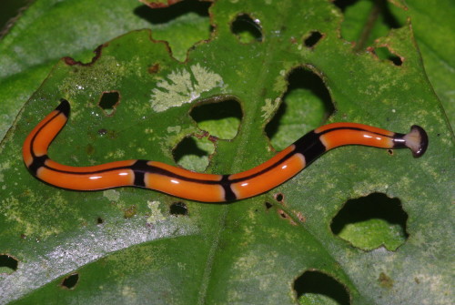 Hammerhead worm (Bipalium sp.) Photo by Paul