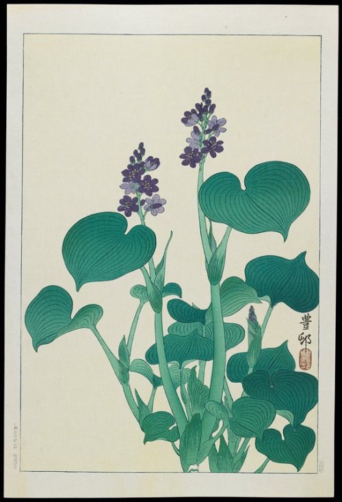 mia-japanese-korean: Water Hollyhock, Ohara Shōson, c. 1928-1930, Minneapolis Institute of Art: Japa