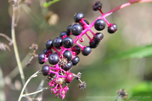 appalachianphotojournal: Wild Appalachia: Treats, Tonics, and Cures, Volume 1. From top to right: 1.