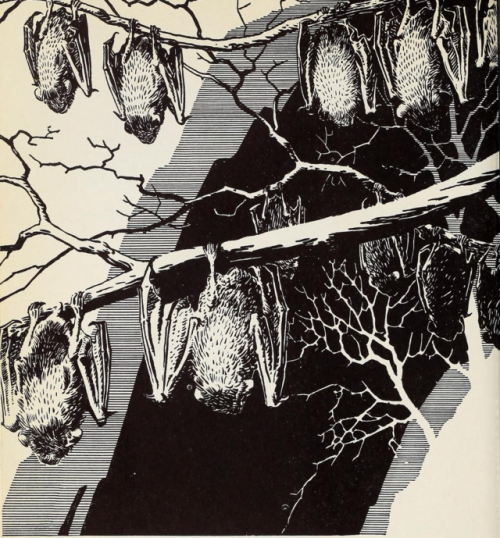 nemfrog:Bats of Carlsbad Caverns sleep during the day.  More Adventures. 1940.  Armstrong Sperry. In