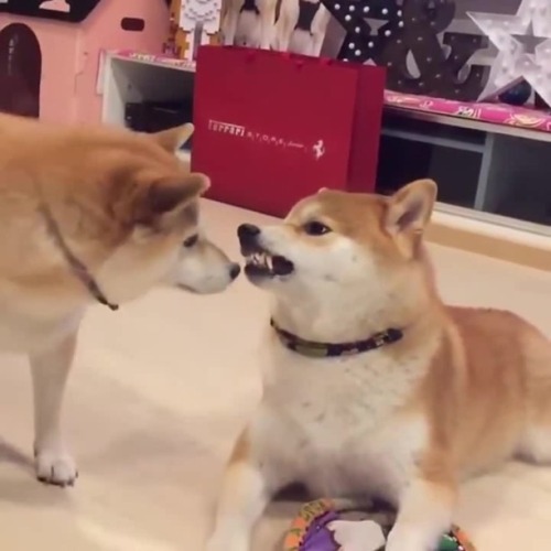 mephala-arclight:some heckin’ angery shibesim glad bakugou represents the most fearsome doggo 