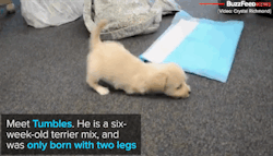 buzzfeednews:  A Puppy With Only Two Legs