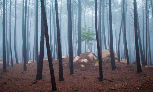 Painted Forest by millsj82 on Flickr.