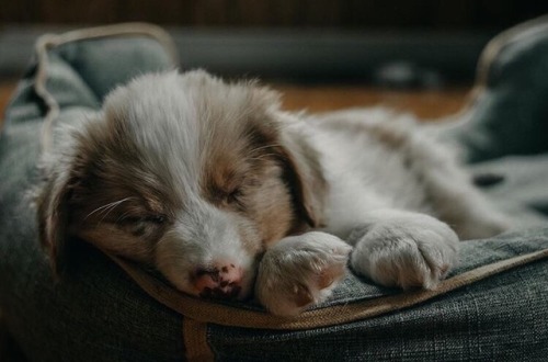 autumnalstars: Northern Aussies