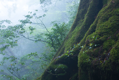 Mononoke forest, Yakushima island by Casey Yee