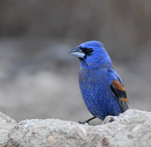 sunwendyrain:male and female blue grosbeakBig Bend, Texas
