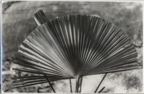 to the Wind2021, AbkhaziaPrinted in Saint-Petersburg13х18, Silverprint, Novobrom (1991)