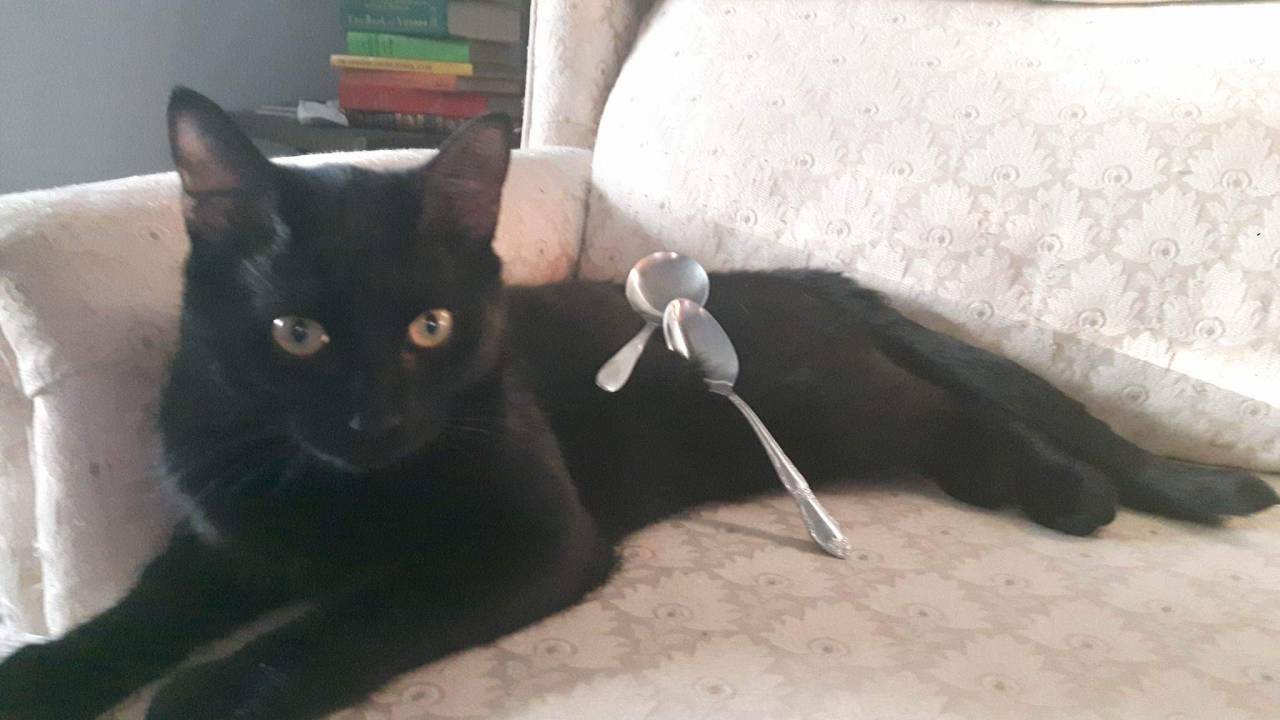 eldritchwug:  unflatteringcatselfies: my brother and I like to play a game called