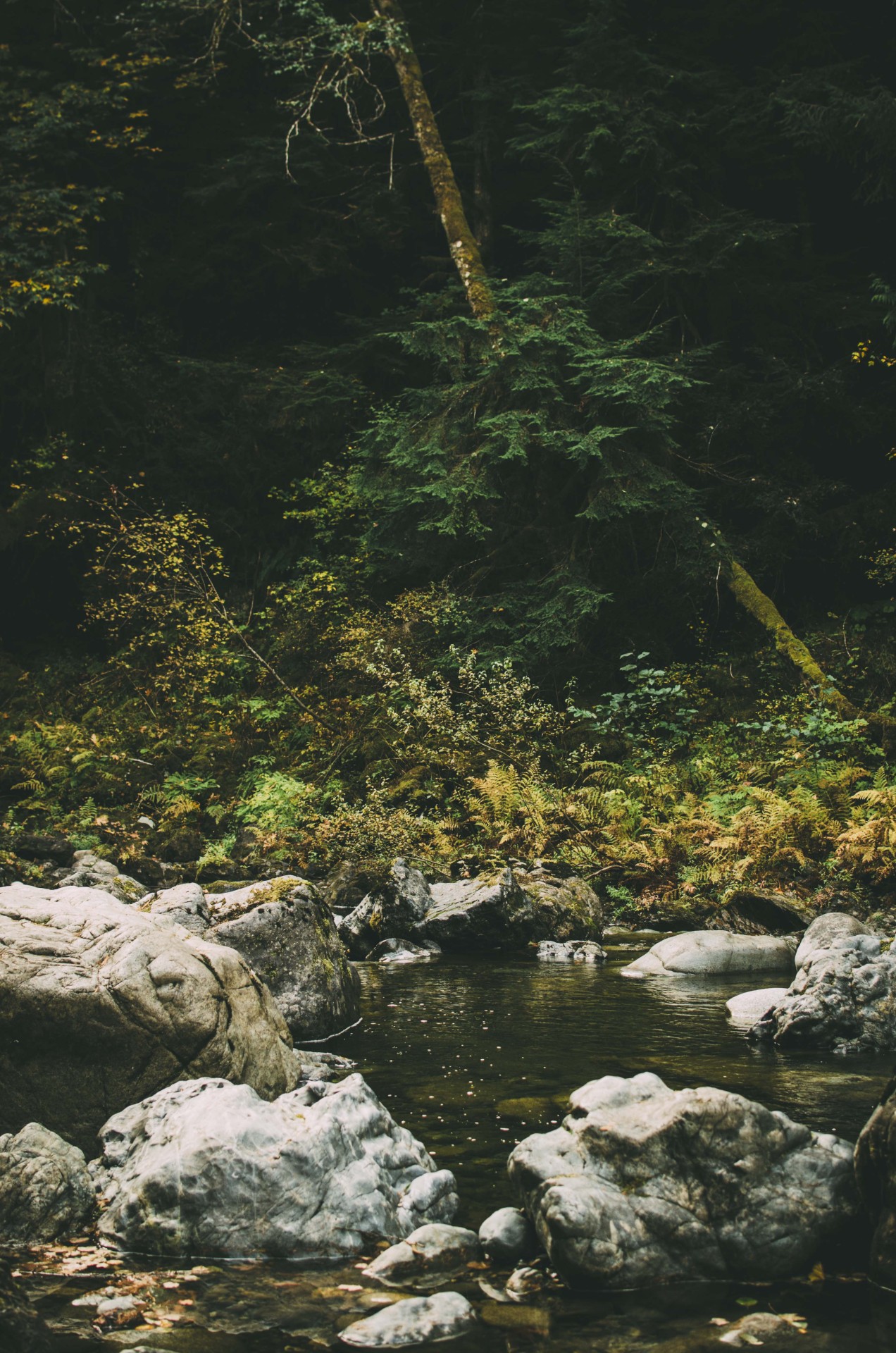 chernobyl-tea-party:  mostly nature