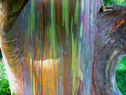 sixpenceee:  Rainbow Eucalyptus TreesThe rainbow color appears because these trees shed patches of bark at different times of the year.(Source)