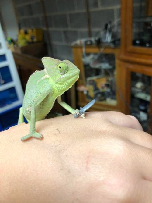 babyanimalgifs: “My cousins chameleon holding LEGO props, Day 4!“ (Source)