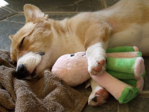 Sleepy corgi