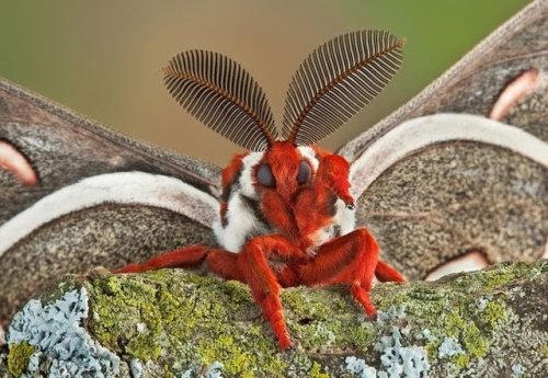 combeferresuggestions:Spam your followers with pictures of moths.