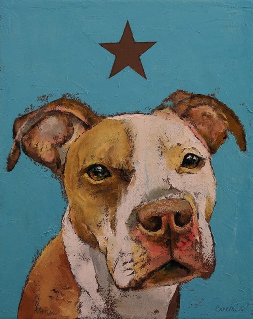 American Pit Bull