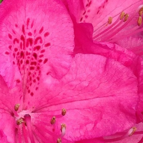 Looking closely at nature. The best inspiration I know of! #rhododendron . . . . . . . #lisapalmerar