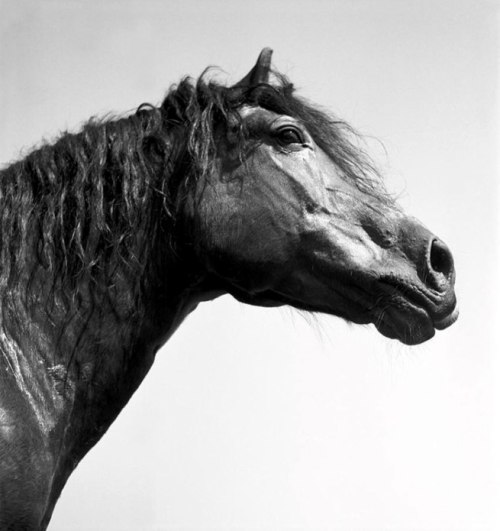 archatlas:   Werner Bischof To mark the centenary of the birth of Swiss photographer Werner Bischof 
