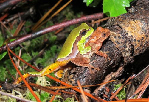 A Pine Barrens treefrog [Hyla andersonii] awkwardly trying to breed with a spring peeper [Pseudacris crucifer] in the Sandhills Game Lands of North Carolina. Image by Rob Van Epps.