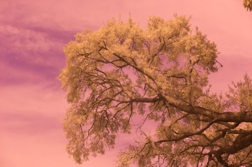 Oak tree throughout the visible and invisible spectrum of light.  UV through IR and combined spectru