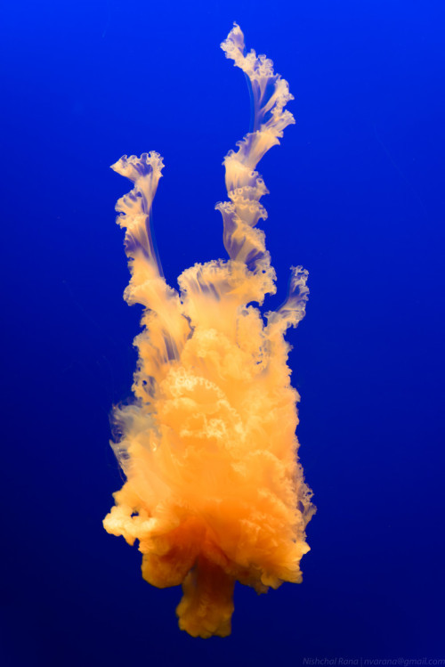 Sex llbwwb:  (via 500px / Egg Yolk Jellyfish pictures