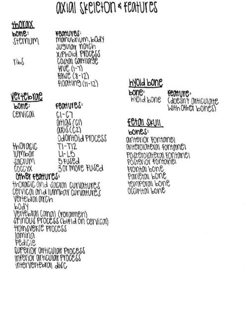 Axial Skeleton and FeaturesI use grid paper to write these out and yet somehow they still end up sla