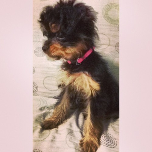 Porque soy bella y mas con mi nuevo collar que estoy estrenando…! Maiya! ❤ #love #puppy #pink #pretty #yorkie #la #bebe #de #la #casa