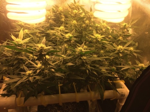 dchomegrow:  The beginning of week 4, every thing is looking good.