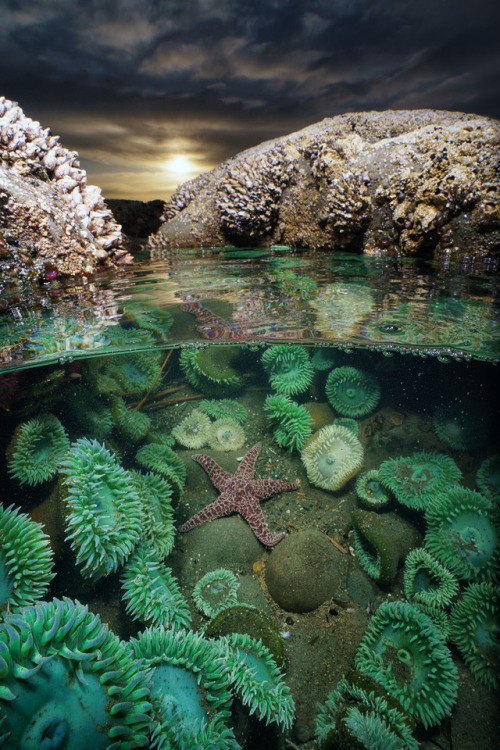 americasgreatoutdoors:Olympic National Park’s rugged shoreline is rich with life. Invertebrates of c