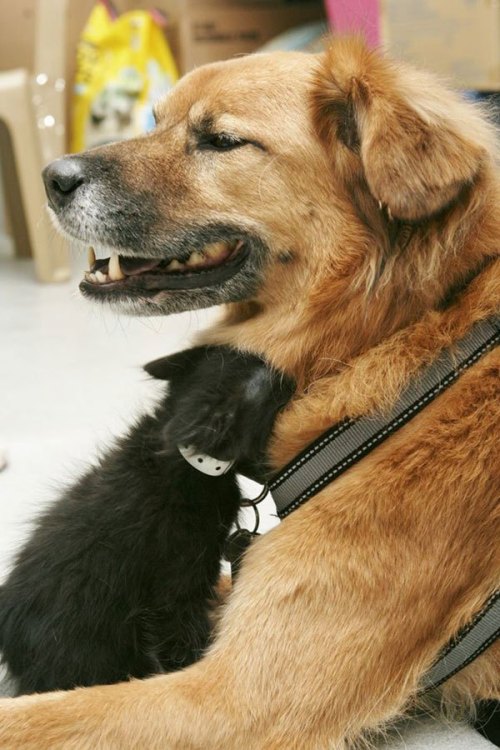 thecutestofthecute: cubebreaker:Boots the Kitten Nanny helps acclimate kittens 2-7 weeks old to dogs