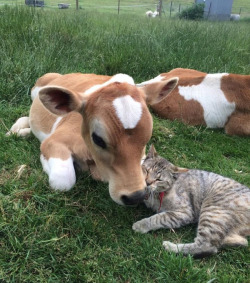 awwww-cute:  I love moo (Source: http://ift.tt/1Nm2QVD)