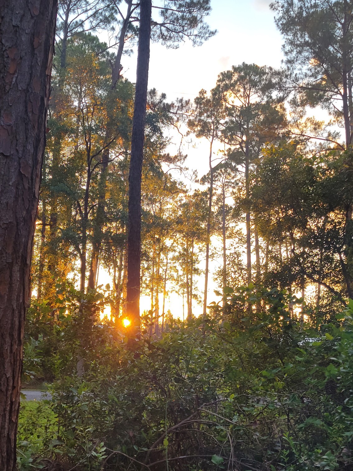 Fairy lights have been a great camp addition. Saves on our head torches  too. : r/hammockcamping