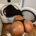 brownbunniesblog:
