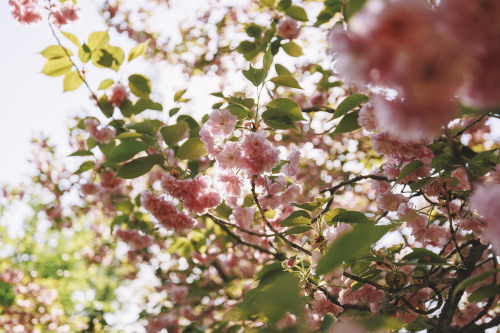 2022-04-16Spring, Double flowering cherry blossomsCanon EOS R3 + RF15-35mm f2.8L ISInstagram  |  hwa