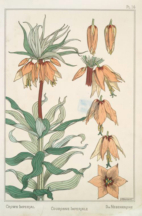 heaveninawildflower: Couronne Imperiale (Crown Imperial) designs by M.P. Verneuil and J. Milesi 