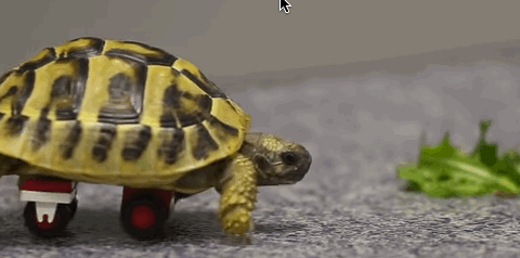Tortoise Gets Wheelchair Made From LEGO Bricks, Skates Around Like A Pro
