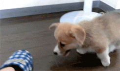 the-personal-quotes:  baby animal posts daily
