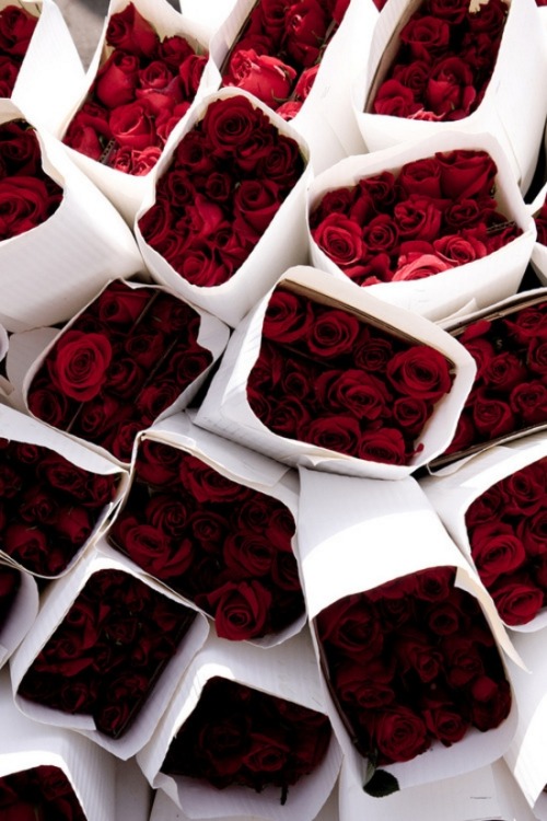 red roses