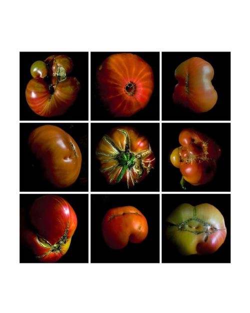 “Planète tomates” par Serge Sautereau. Au choix : “Tomates couleurs”, &ldquo