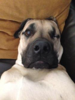 awwww-cute:  The cutest, most awkward 100 lbs one-eye Boerboel selfie you will probably ever see! (Source: http://ift.tt/1EPTVYj)