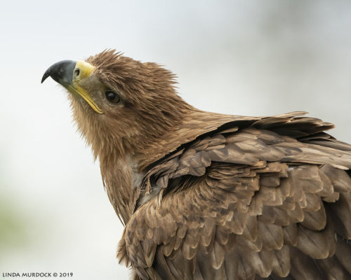 theraptorcage:Tawny Eagle