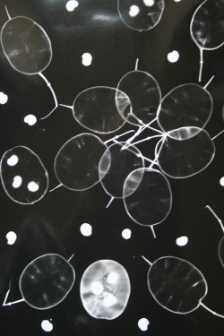 kuplenko:  FDA  Fine Art FA40002 Photograms of Natural Objects. This technique has made me think about placement, pattern and design in the natural world and how this could translate into paintings, sculpture and other mediums, I like the other worldly
